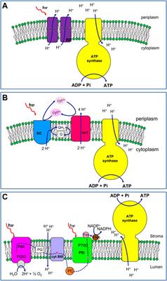 Light energy transduction in liposome-based artificial cells